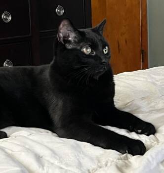 Domestic Short Hair Cats Available for Adoption - Opal | PetCurious