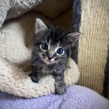 Rilo* -  Domestic Medium Hair Cat for Adoption in San Gabriel, California - Rilo* | PetCurious