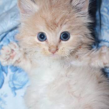 Domestic Long Hair Cats Available for Adoption in Enfield, New Hampshire - Slim Jim | PetCurious