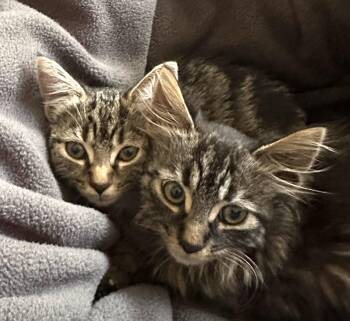 Rescue American Shorthair and Domestic Long Hair Cats for Adoption in Frederick, Maryland - Cleo & Otis ***Bonded Pair*** | PetCurious