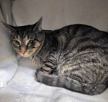 ROMAN -  Domestic Short Hair Cat for Adoption in Derwood, Maryland - ROMAN | PetCurious