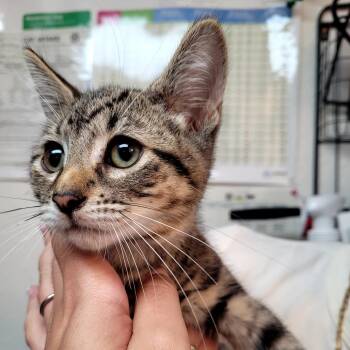Tabby -  Domestic Short Hair Cat for Adoption in Belfair, Washington - Tabby | PetCurious
