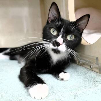 Domestic Short Hair Cats Available for Adoption in Michigan City, Indiana - Cherri | PetCurious