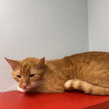Domestic Short Hair Cats Available for Adoption in Folsom, Louisiana - Goose (Radley) | PetCurious