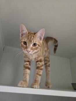 Cheddar -  Domestic Short Hair Cat for Adoption in Savannah, Georgia - Cheddar | PetCurious