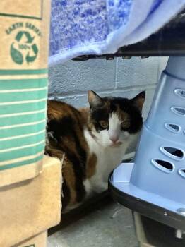 Frankie -  Domestic Short Hair Cat for Adoption in Alexandria, Virginia - Frankie | PetCurious