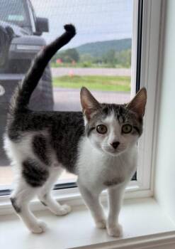 Lily -  Tiger Cat for Adoption in Hornell, New York - Lily | PetCurious