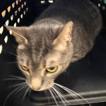 Elsa -  Domestic Short Hair Cat for Adoption in Clearwater, Florida - Elsa | PetCurious