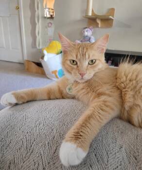Lorelei -  Domestic Medium Hair Cat for Adoption in Apex, North Carolina - Lorelei | PetCurious