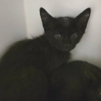 Domestic Short Hair Cats Available for Adoption in Phoenix, Arizona - Dart | PetCurious