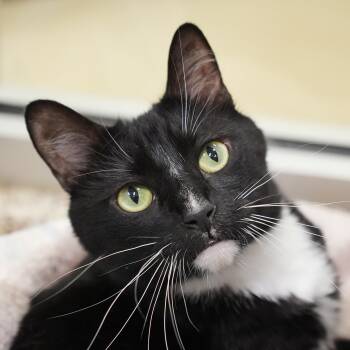 Domestic Short Hair Cats Available for Adoption in Aiken, South Carolina - Sylvester 56479 | PetCurious