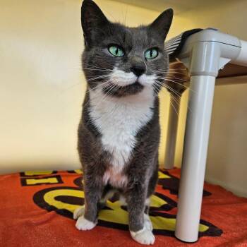 Domestic Short Hair Cats Available for Adoption in Harrisonburg, Virginia - Mae Mobley | PetCurious