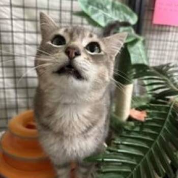 Darel -  Domestic Short Hair Cat for Adoption in St. George, Utah - Darel | PetCurious