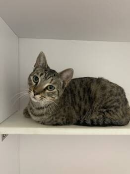 Rescue Domestic Short Hair Cats for Adoption in Bolivar, Missouri - Butterfield | PetCurious