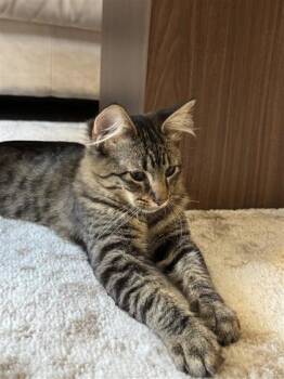 Poe -  Domestic Medium Hair and Domestic Short Hair Cat for Adoption in Fort Worth, Texas - Poe | PetCurious
