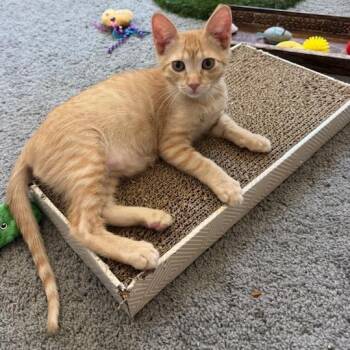 Copper -  Domestic Short Hair Cat for Adoption in Las Vegas, Nevada - Copper | PetCurious