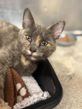 Cookie -  Domestic Short Hair Cat for Adoption in Carthage, Missouri - Cookie | PetCurious