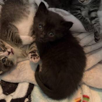 Neon -  Domestic Short Hair Cat for Adoption in Kanab, Utah - Neon | PetCurious