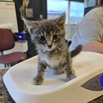 Cavy -  Domestic Short Hair Cat for Adoption in Martinsville, Indiana - Cavy | PetCurious