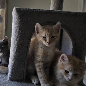 Tabby Cats Available for Adoption in Woodbridge Township, New Jersey - Dixon | PetCurious