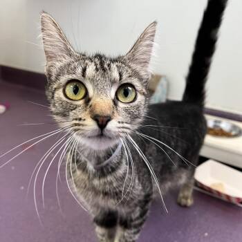 Domestic Short Hair Cats Available for Adoption in Long Beach, California - Berry | PetCurious