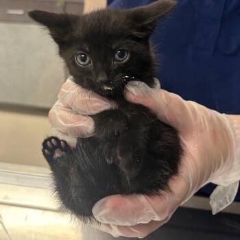 Meow-crowave -  Domestic Short Hair Cat for Adoption in Philadelphia, Pennsylvania - Meow-crowave | PetCurious