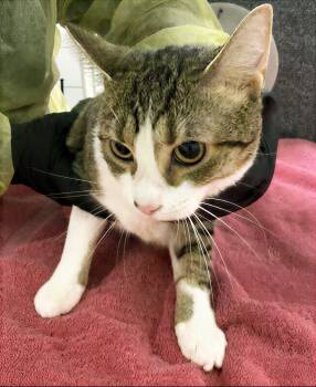 Bonita -  Domestic Short Hair Cat Available for Adoption in Nashville, Tennessee - Bonita | PetCurious
