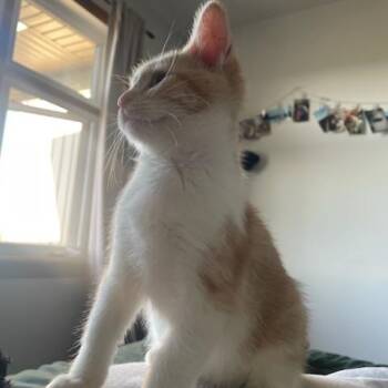 Ursula (f) 3mths old red tabby -  Domestic Short Hair Cat for Adoption in Ottawa, Ontario - Ursula (f) 3mths Old Red Tabby | PetCurious