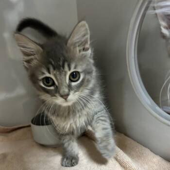 Molly -  Domestic Short Hair Cat for Adoption in Redwood City, California - Molly | PetCurious