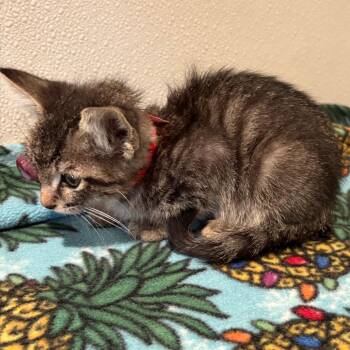 Yogi* -  Domestic Short Hair Cat for Adoption in San Gabriel, California - Yogi* | PetCurious