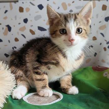 Mantis -  Domestic Short Hair Cat for Adoption in Seven Valleys, Pennsylvania - Mantis | PetCurious