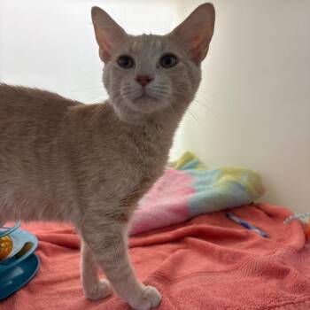 Ramen -  Domestic Short Hair Cat for Adoption in Harrisonburg, Virginia - Ramen | PetCurious