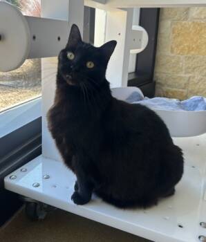 Rescue Domestic Short Hair Cats for Adoption in Lewisville, Texas - Eevee | PetCurious