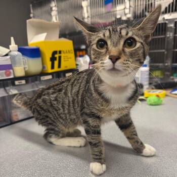 Agaric -  Domestic Short Hair Cat for Adoption in Spokane, Washington - Agaric | PetCurious