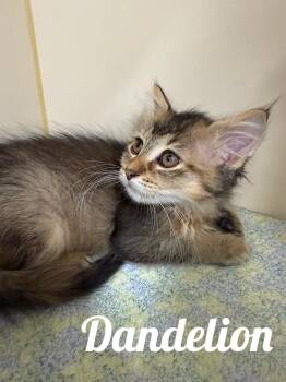 Dandelion -  Domestic Medium Hair Cat for Adoption in Manistee, Michigan - Dandelion | PetCurious