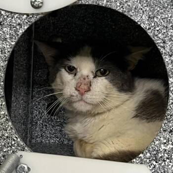 Domestic Short Hair Cats Available for Adoption in Pauls Valley, Oklahoma - Super Sonic | PetCurious