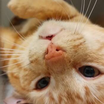 Domestic Short Hair Cats Available for Adoption in Galveston, Texas - Heathcliff | PetCurious