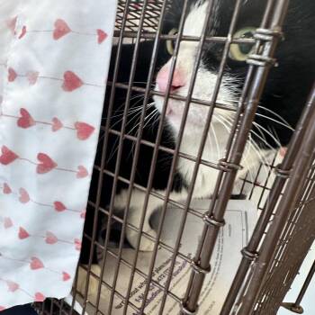 Domestic Short Hair Cats Available for Adoption - Oreo Pie | PetCurious