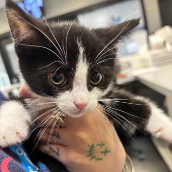 Moe -  Domestic Short Hair Cat for Adoption in Allentown, Pennsylvania - Moe | PetCurious
