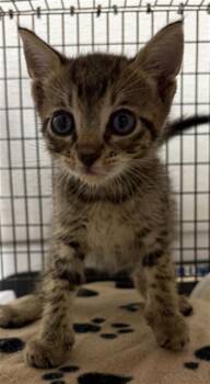 A2478813 -  Domestic Short Hair Cat for Adoption in Fort Lauderdale, Florida - A2478813 | PetCurious