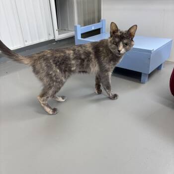 Tempest -  Dilute Calico Cat for Adoption in Big Rapids, Michigan - Tempest | PetCurious
