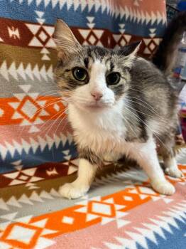 Enchilada -  Domestic Medium Hair Cat for Adoption in Shelbyville, Tennessee - Enchilada | PetCurious