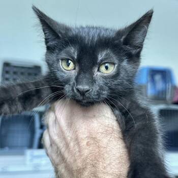 Riley -  Domestic Short Hair Cat for Adoption in Matteson, Illinois - Riley | PetCurious
