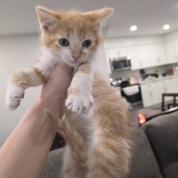 Domestic Short Hair Cats Available for Adoption in Mastic, New York - Corey | PetCurious