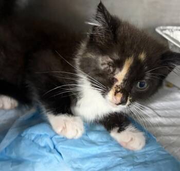 TAYLOR -  Domestic Short Hair Cat for Adoption in Chester, South Carolina - TAYLOR | PetCurious
