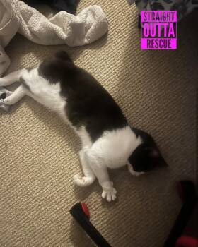 Rescue Domestic Short Hair Cats for Adoption in Vancouver, British Columbia - Gunther | PetCurious