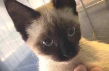 Mocha -  Siamese Cat for Adoption in Newaygo, Michigan - Mocha | PetCurious
