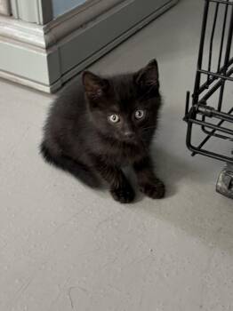 American Shorthair Cats Available for Adoption in Big Rapids, Michigan - Ozzy | PetCurious