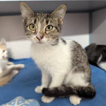 Relish -  Domestic Short Hair Cat for Adoption in Evansville, Indiana - Relish | PetCurious