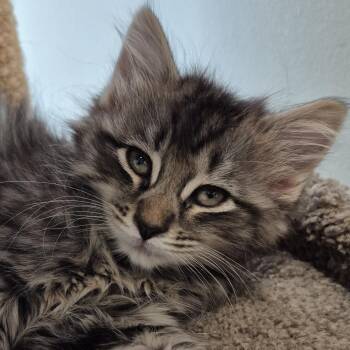 Domestic Short Hair Cats Available for Adoption in Tioga, Pennsylvania - Incognito Mosquito | PetCurious